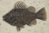 Multiple Fossil Fish (Priscacara & Diplomystus) Plate - Wyoming #275196-2